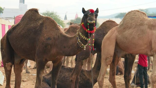 Camels at the Pushkar Fair, also called the Pushkar Camel Fair or locally as Kartik Mela is an annual multi-day livestock fair and cultural held in the town of Pushkar Rajasthan, India.