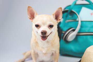 cute brown short hair chihuahua dog  sitting  on white  background with travel accessories, camera, backpack, passport and  headphones. travelling  with animal concept.