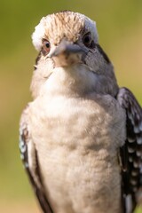 Close up of a beautiful Kookaburra bird in a gum tree in Australia. Australian Native bird.