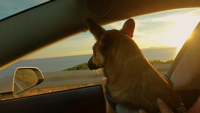 CLOSE UP, LENS FLARE: Adorable dog watches passing seascape through car window. Curious furry passenger sitting in owner's lap while driving to summer holiday destination by beautiful Adriatic Sea.