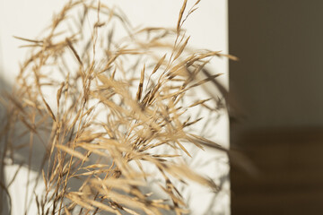 Beautiful beige dry grass stems bouquet on white background with sun light shadows. Aesthetic minimal floral composition