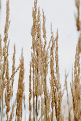 Fototapeta premium Elegant thin dry grass stems. Beautiful background with neutral colours. Minimal, stylish, trendy concept. Aesthetic Parisian vibes.