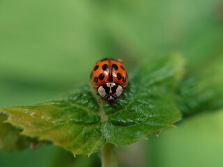 Fototapeta premium Der Marienkäfer