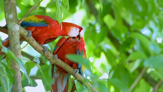 Scarlet macaw (Ara macao) in the wild, Panama, Central America - stock video