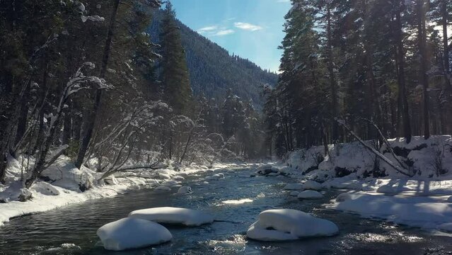 Beautiful snow scene forest in winter. Flying over of river and pine trees covered with snow.