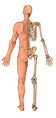 Human body surface and human skeleton, posterior view. Anatomy of the surface of the human body and skeletal system