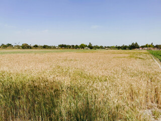 green and golden ripe wheat fields