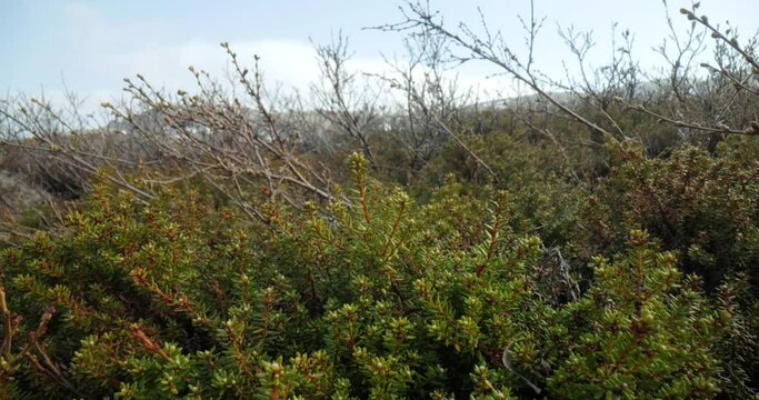Arctic Tundra. Empetrum is a genus of three species of dwarf evergreen shrubs in the heath family Ericaceae. They are commonly known as crowberries and bear edible fruit.