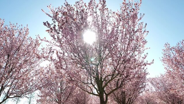 Beautiful pink branches of cherry blossoms on a background of blue sky and sunlight. Sakura flowers, beautiful cherry blossoms in spring in the garden, background of nature flowers, copy space. 