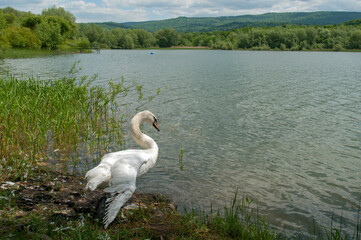 swans flying over a beautiful lake on a sunny day