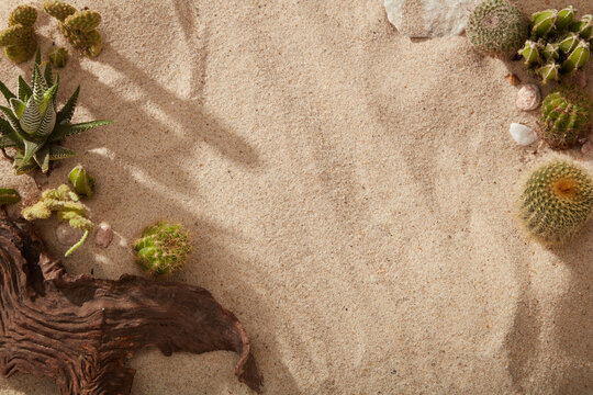 Beautiful natural scenery of the sand with green Cacti, a tree branch and some gravels. Template for mockup your design, banner, poster