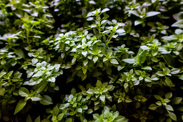 basil plant