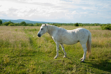 Obraz na płótnie Canvas white mare with chestnut foliage in the mountains of a beautiful sunny day