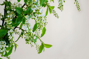 White flowers of flowering cherry tree. Close-up of flowering tree Prunus padus with small white flowers. Concept of spring.