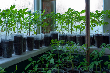 Green tomato seedlings in cups on the windowsill