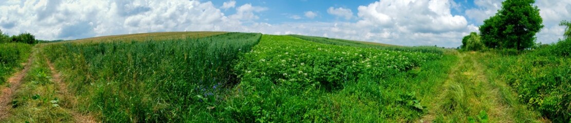 Fototapeta na wymiar Panorama of green plants in potato crop in agriculture