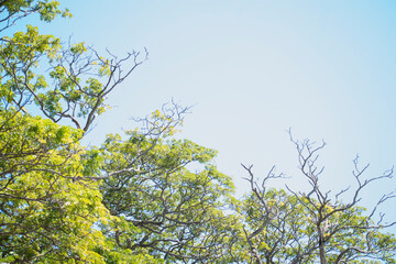 Fototapeta premium leaves on blue sky background