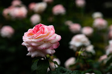 薔薇と雨