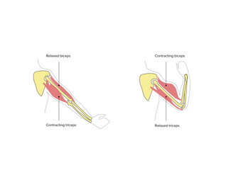 Biology, biceps and triceps contraction
