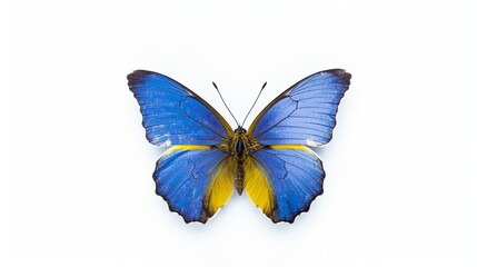 Wunderschöner Schmetterling, im Frühling, Isoliert, freigestellt, generative AI