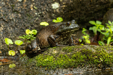 じっとしているウシガエル
