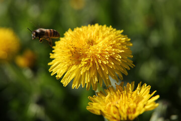 Blurred floral background, dandelions on a sunny day, a bee on a flower