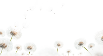 Lots of dandelion seed heads at different focal distances and sizes as if in a field with seeds floating away in the wind on a transparent background. 