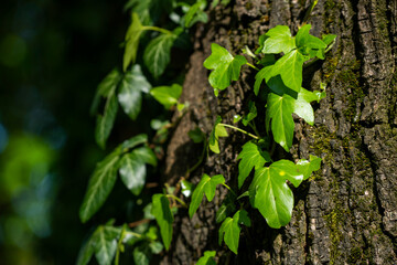 Ivy, Hedera helix or European ivy climbing on rough bark of a tree. Close up photo.