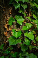 Ivy, Hedera helix or European ivy climbing on rough bark of a tree. Close up photo.