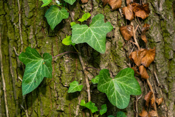 Ivy, Hedera helix or European ivy climbing on rough bark of a tree. Close up photo.