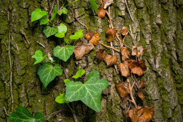 Ivy, Hedera helix or European ivy climbing on rough bark of a tree. Close up photo.