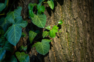 Ivy, Hedera helix or European ivy climbing on rough bark of a tree. Close up photo.