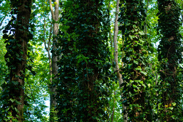 Obraz premium Ivy, Hedera helix or European ivy climbing on rough bark of a tree. Close up photo.
