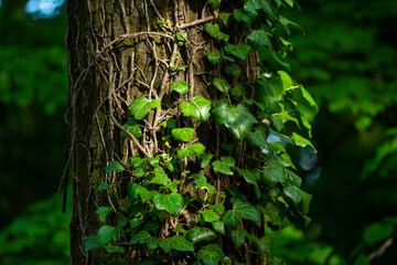 Ivy, Hedera helix or European ivy climbing on rough bark of a tree. Close up photo.