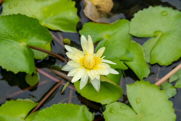 Yellow lotus or water lily in the middle of a colorful canal And the background is a beautiful...