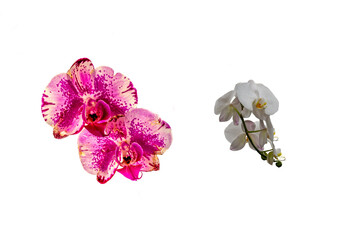 Purple and white orchids (dendrobium nobile)