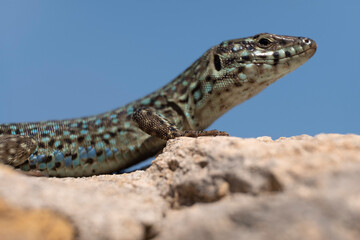 Sargantana on stone wall, Podarcis hispanicus, Formentera, Pitiusas Islands, Balearic Community, Spain