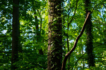 Ivy, Hedera helix or European ivy climbing on rough bark of a tree. Close up photo.