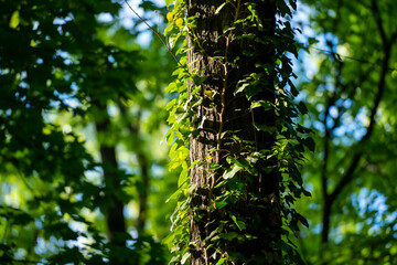 Fototapeta premium Ivy, Hedera helix or European ivy climbing on rough bark of a tree. Close up photo.