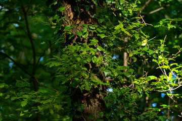 Obraz premium Ivy, Hedera helix or European ivy climbing on rough bark of a tree. Close up photo.