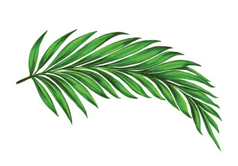 Naklejka na ściany i meble Beautiful decorative green palm leaf design