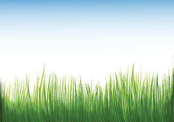 Fototapeta na wymiar Beautiful green grass Isolated background