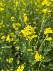 flawring stage in mustard field