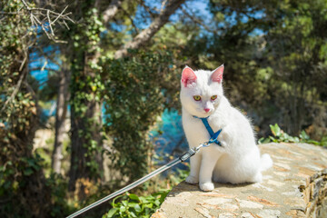 young white khao manee cat in a harness and on a leash. cat on a walk along the seashore