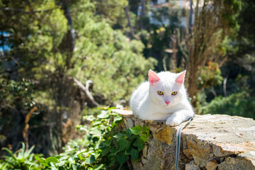 young white khao manee cat in a harness and on a leash. cat on a walk along the seashore