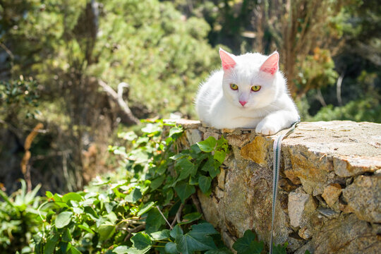 young white khao manee cat in a harness and on a leash. cat on a walk along the seashore