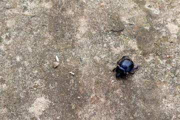 A Dung beetle, Geotrupes stercorarius on sand