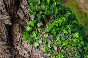 Ivy, Hedera helix or European ivy climbing on rough bark of a tree. Close up photo.