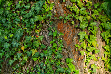 Ivy, Hedera helix or European ivy climbing on rough bark of a tree with natural heart. Close up photo.
