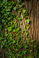Ivy, Hedera helix or European ivy climbing on rough bark of a tree. Close up photo.